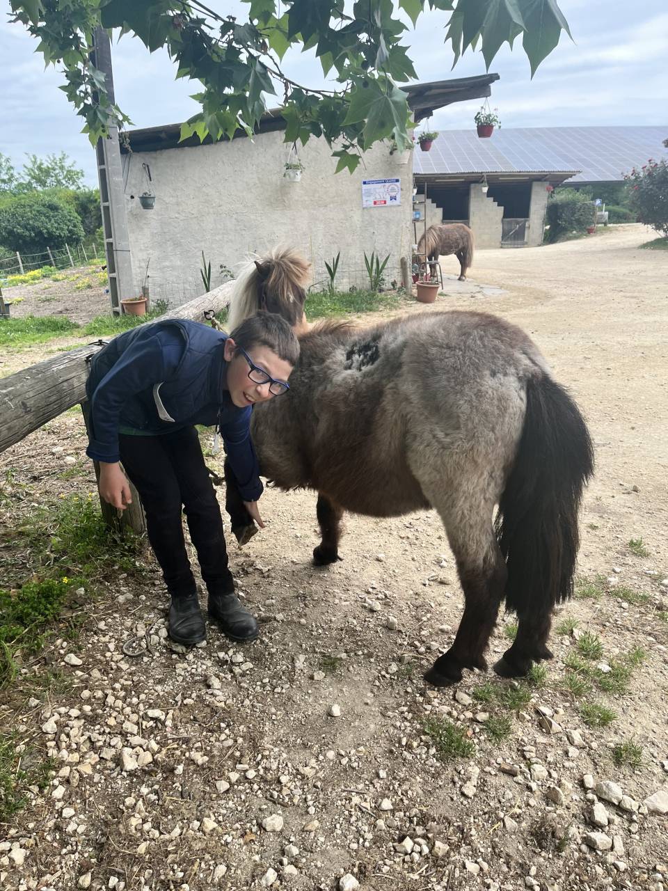 Caballo castrado Shetland En venta 2024 Alaz&aacute;n roano por Cromignon d&rsquo;Alix