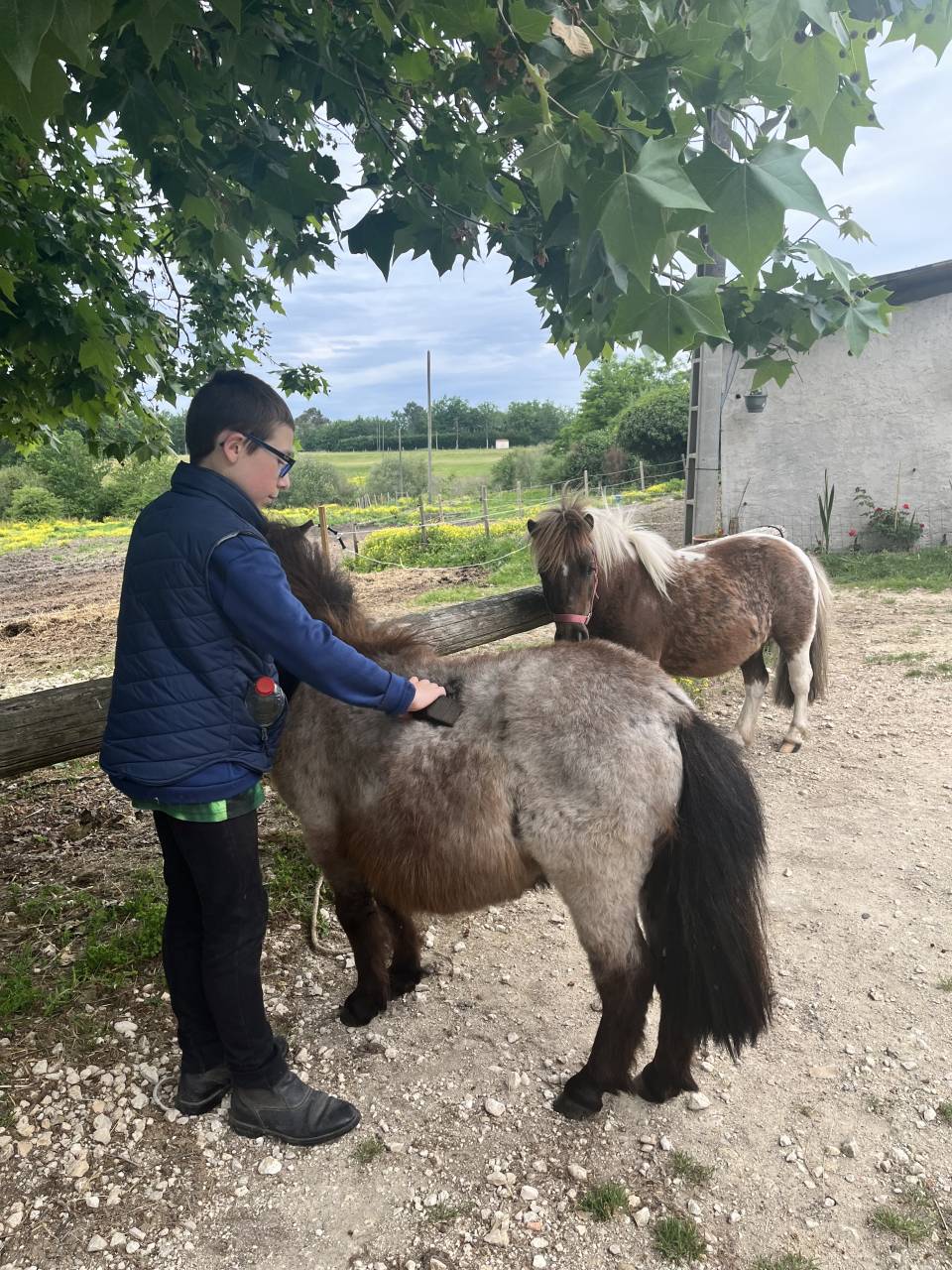 Caballo castrado Shetland En venta 2024 Alaz&aacute;n roano por Cromignon d&rsquo;Alix