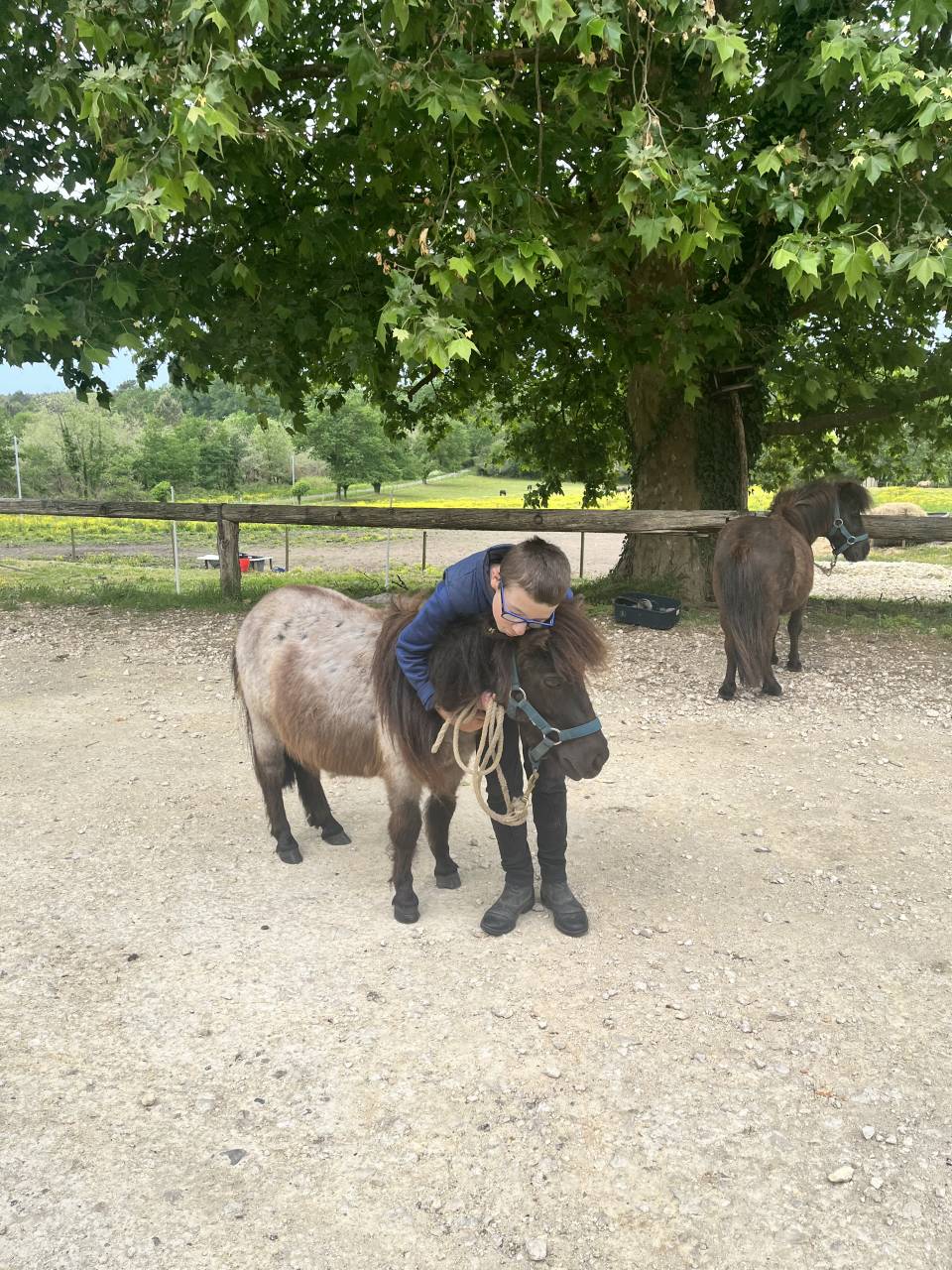 Caballo castrado Shetland En venta 2024 Alaz&aacute;n roano por Cromignon d&rsquo;Alix