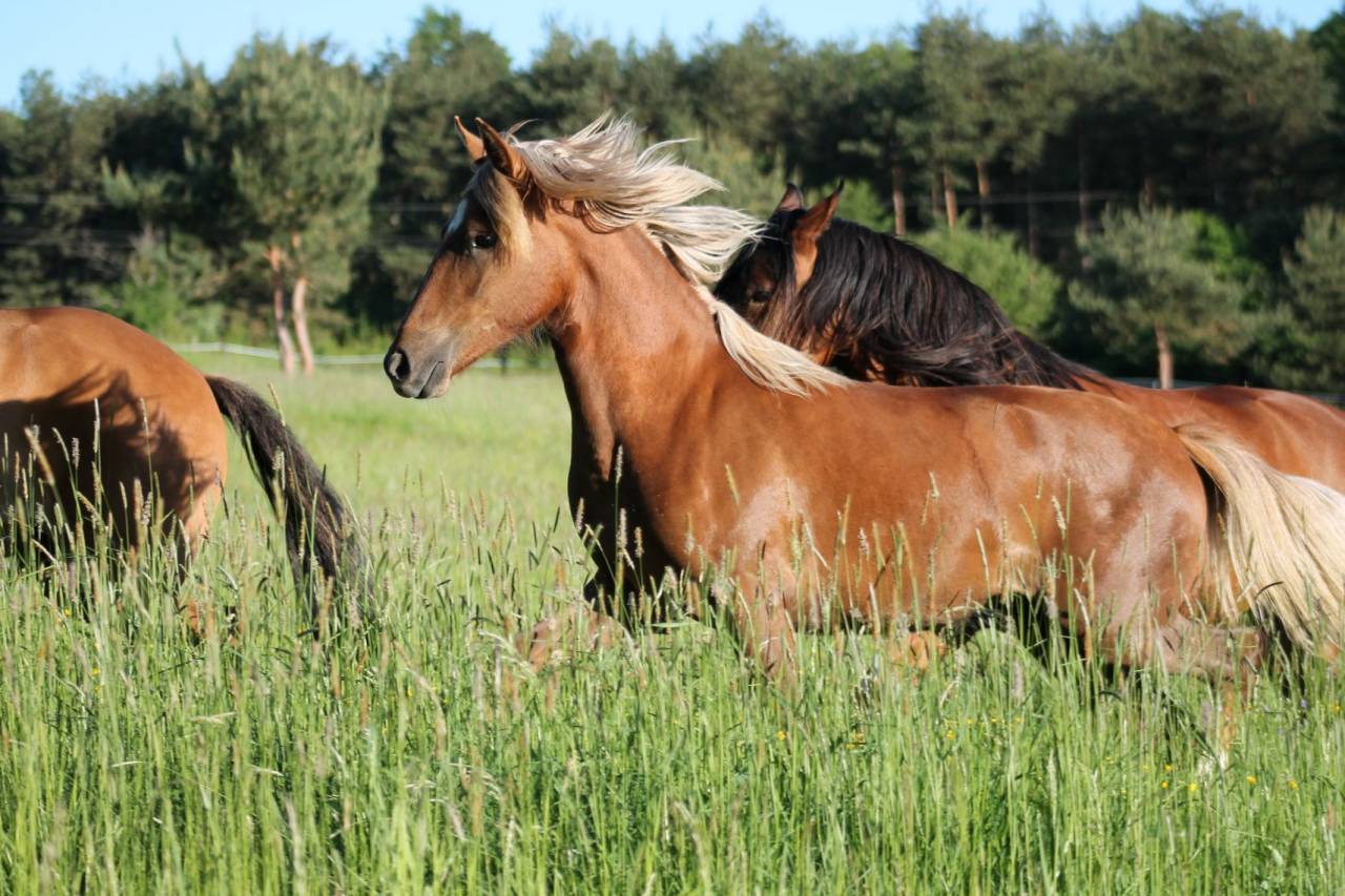 Propiedad ecuestre En venta 