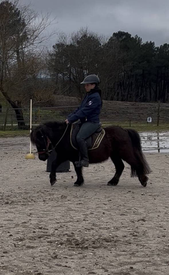 Caballo castrado Shetland En venta 2022 Bayo