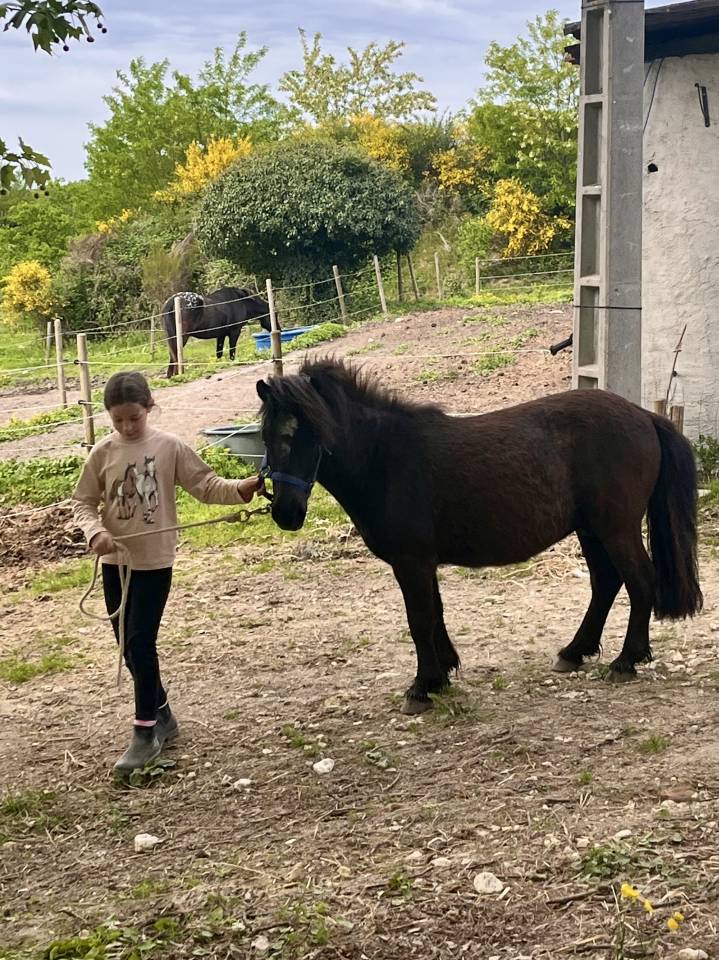 Caballo castrado Shetland En venta 2022 Bayo