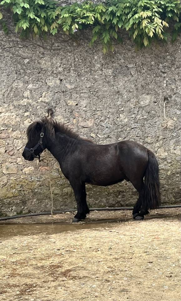 Caballo castrado Shetland En venta 2022 Bayo