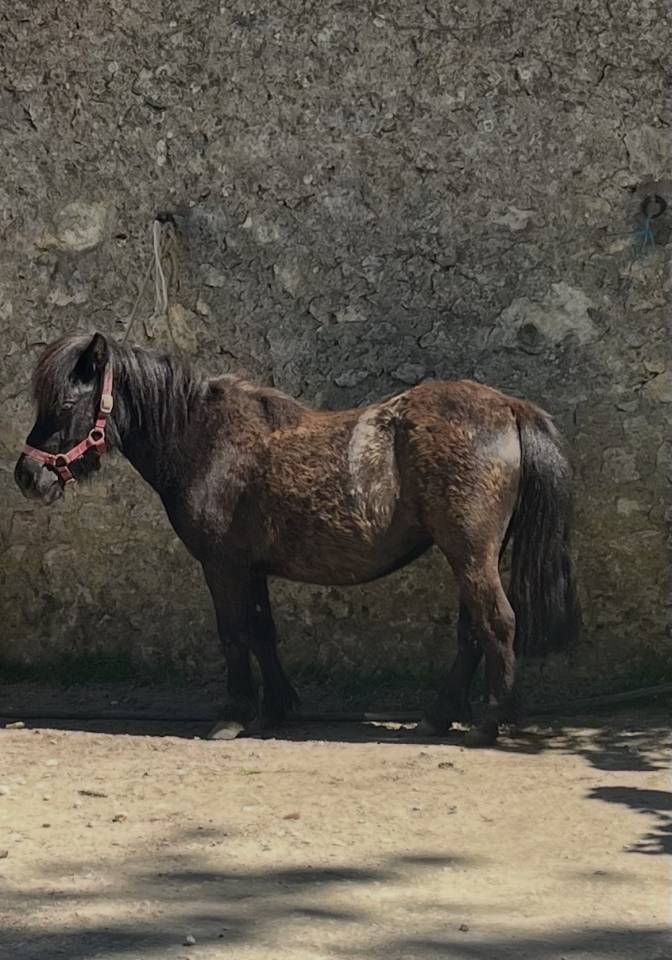 Potranca Origine Constat&eacute;e En venta 2023 Bayo por Cromignon d&rsquo;Alix PP