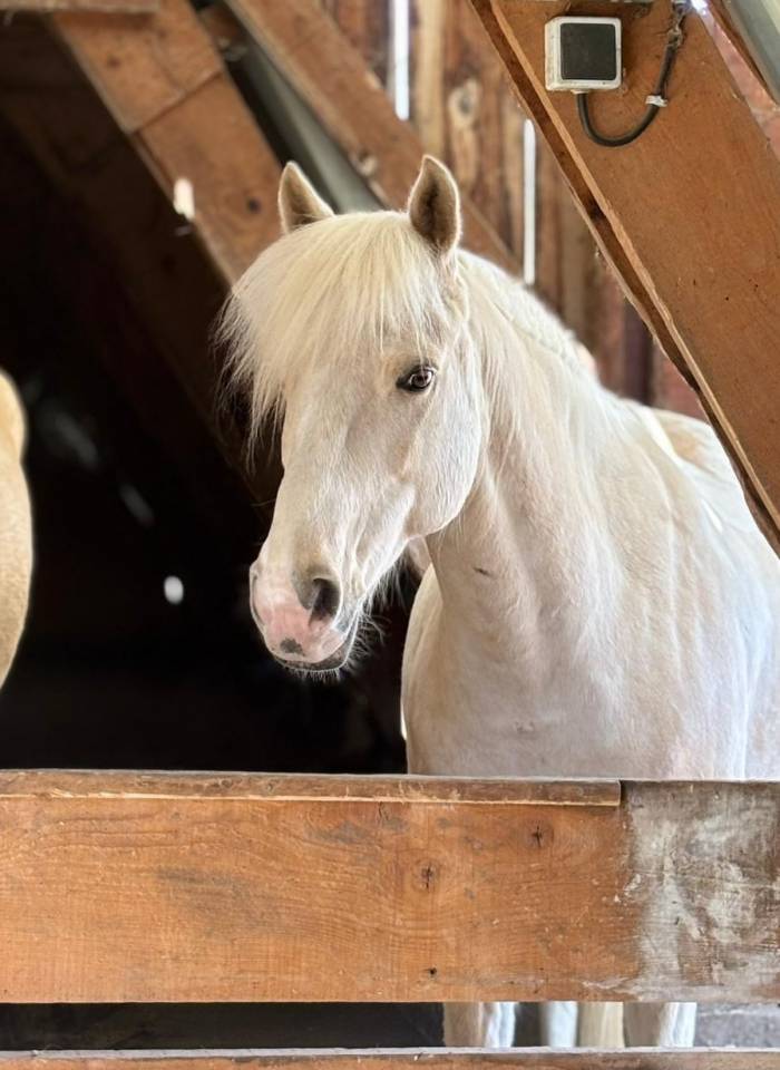 Caballo castrado PFS Poni Fran&ccedil;&eacute;s de Silla En venta 2017 Palomino por SNOOPY DES ETISSES (PFS)