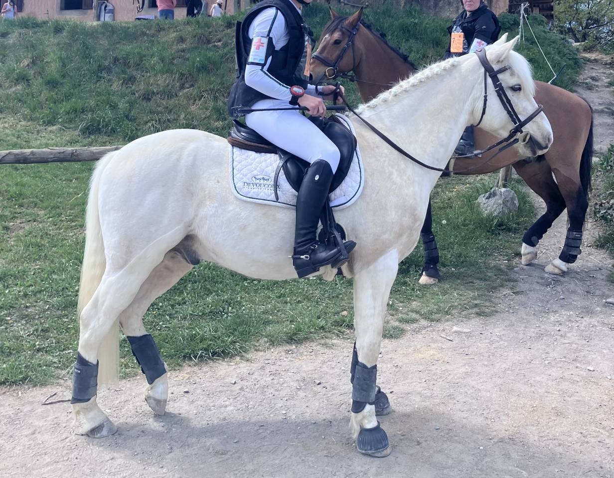 Caballo castrado PFS Poni Fran&ccedil;&eacute;s de Silla En venta 2017 Palomino por SNOOPY DES ETISSES (PFS)
