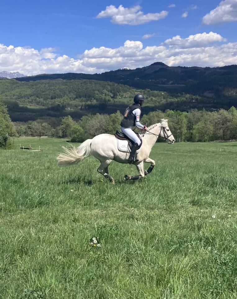 Caballo castrado PFS Poni Fran&ccedil;&eacute;s de Silla En venta 2017 Palomino por SNOOPY DES ETISSES (PFS)
