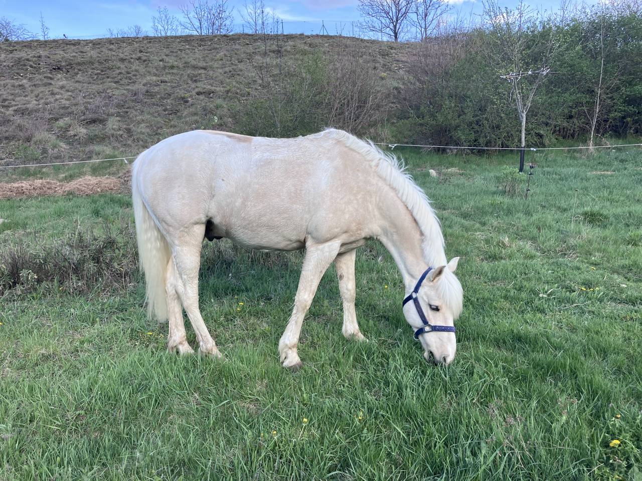 Caballo castrado PFS Poni Fran&ccedil;&eacute;s de Silla En venta 2017 Palomino por SNOOPY DES ETISSES (PFS)