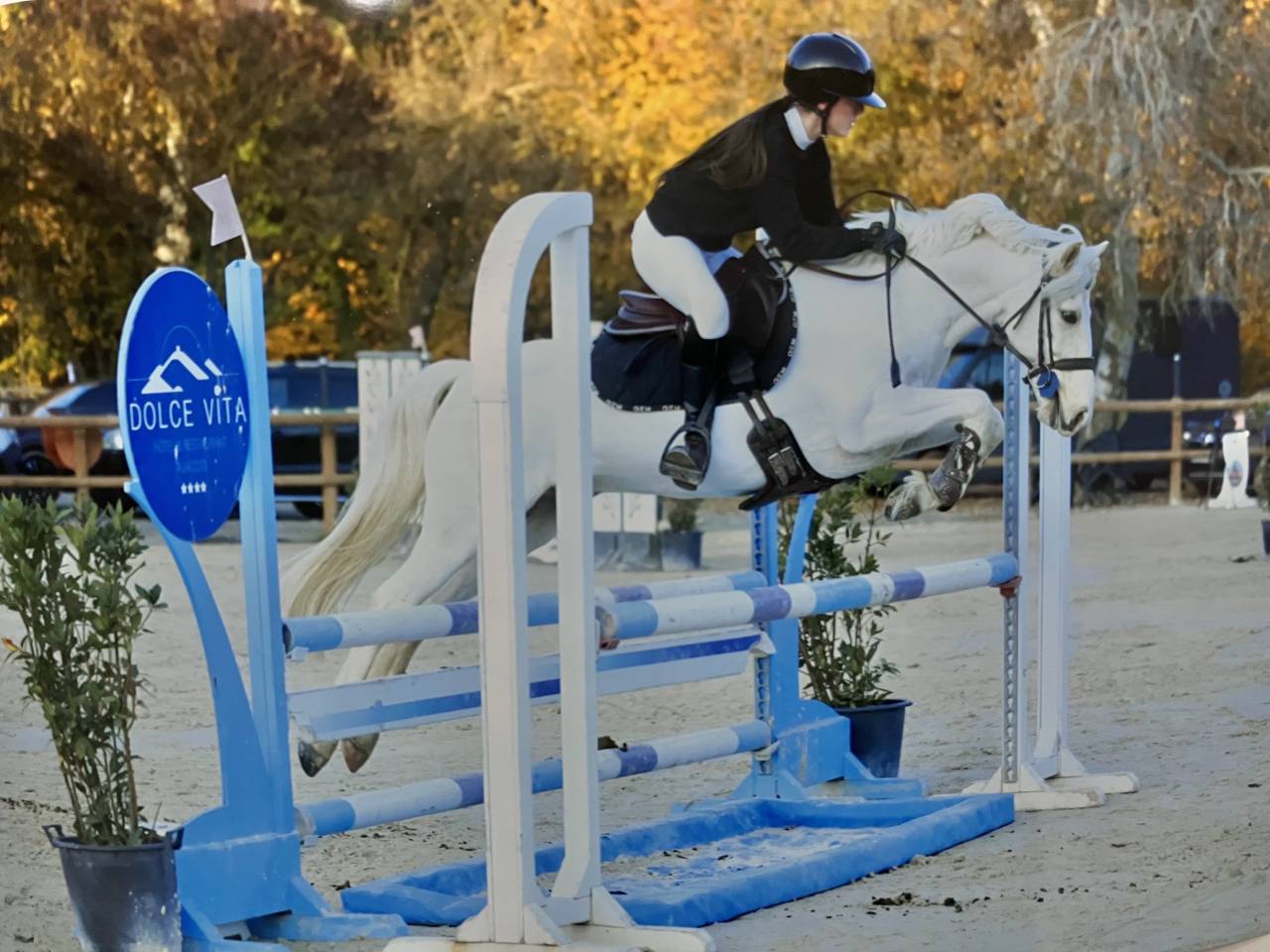 Caballo castrado PFS Poni Fran&ccedil;&eacute;s de Silla En venta 2017 Palomino por SNOOPY DES ETISSES (PFS)