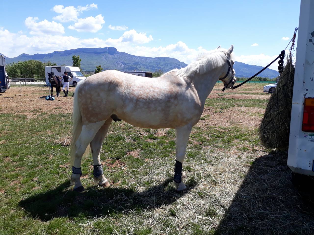 Caballo castrado PFS Poni Fran&ccedil;&eacute;s de Silla En venta 2017 Palomino por SNOOPY DES ETISSES (PFS)