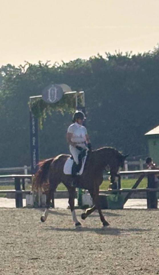 Yegua Silla Franc&eacute;s En venta 2014 Alaz&aacute;n tostado por MASTER VAN DE HELLE
