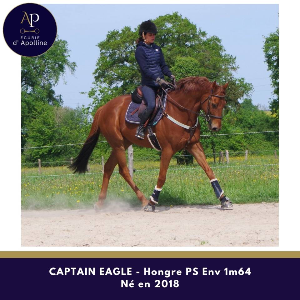 Caballo castrado Pura Sangre En venta 2018 Alaz&aacute;n