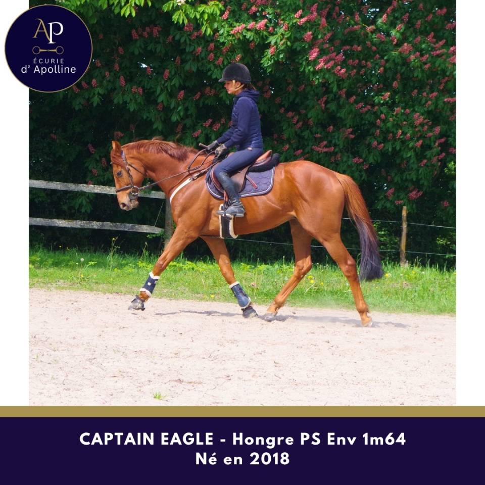 Caballo castrado Pura Sangre En venta 2018 Alaz&aacute;n