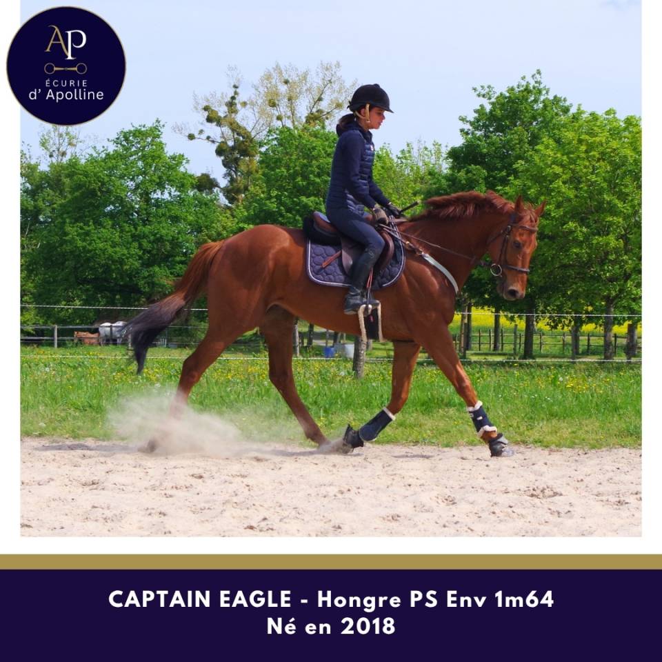 Caballo castrado Pura Sangre En venta 2018 Alaz&aacute;n