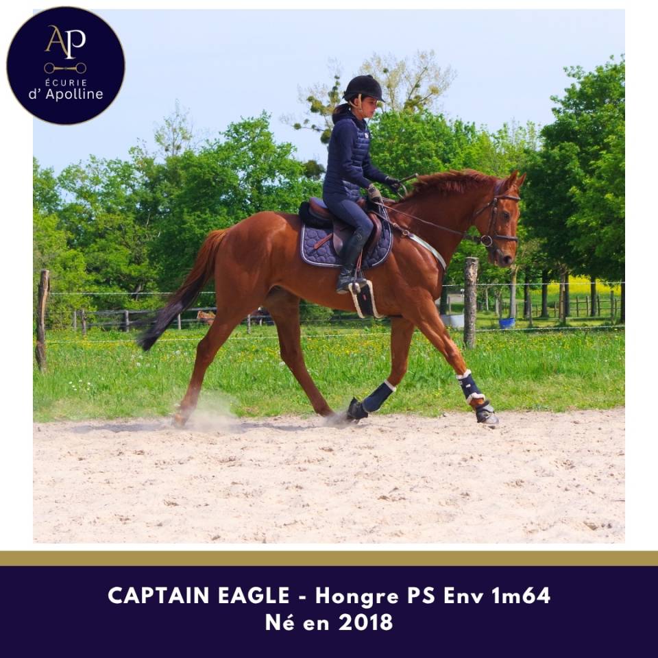 Caballo castrado Pura Sangre En venta 2018 Alaz&aacute;n