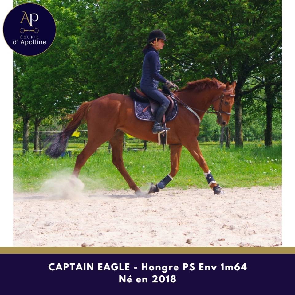 Caballo castrado Pura Sangre En venta 2018 Alaz&aacute;n