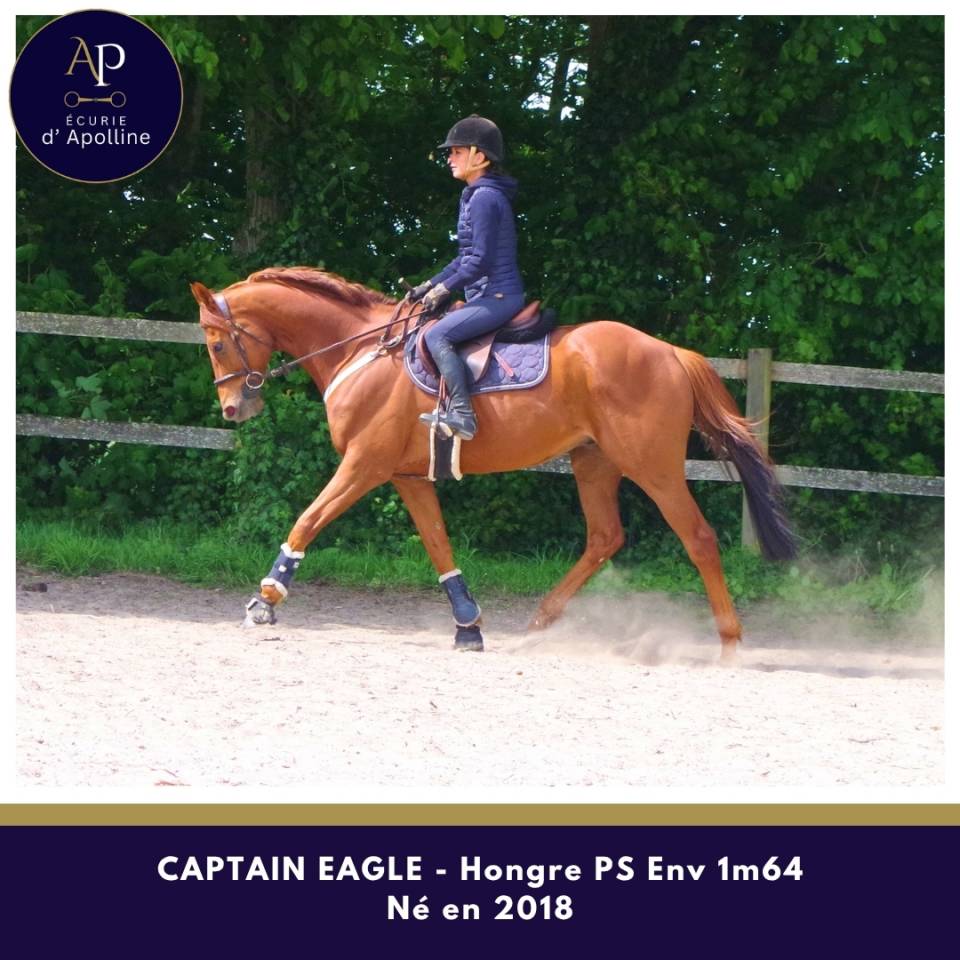 Caballo castrado Pura Sangre En venta 2018 Alaz&aacute;n