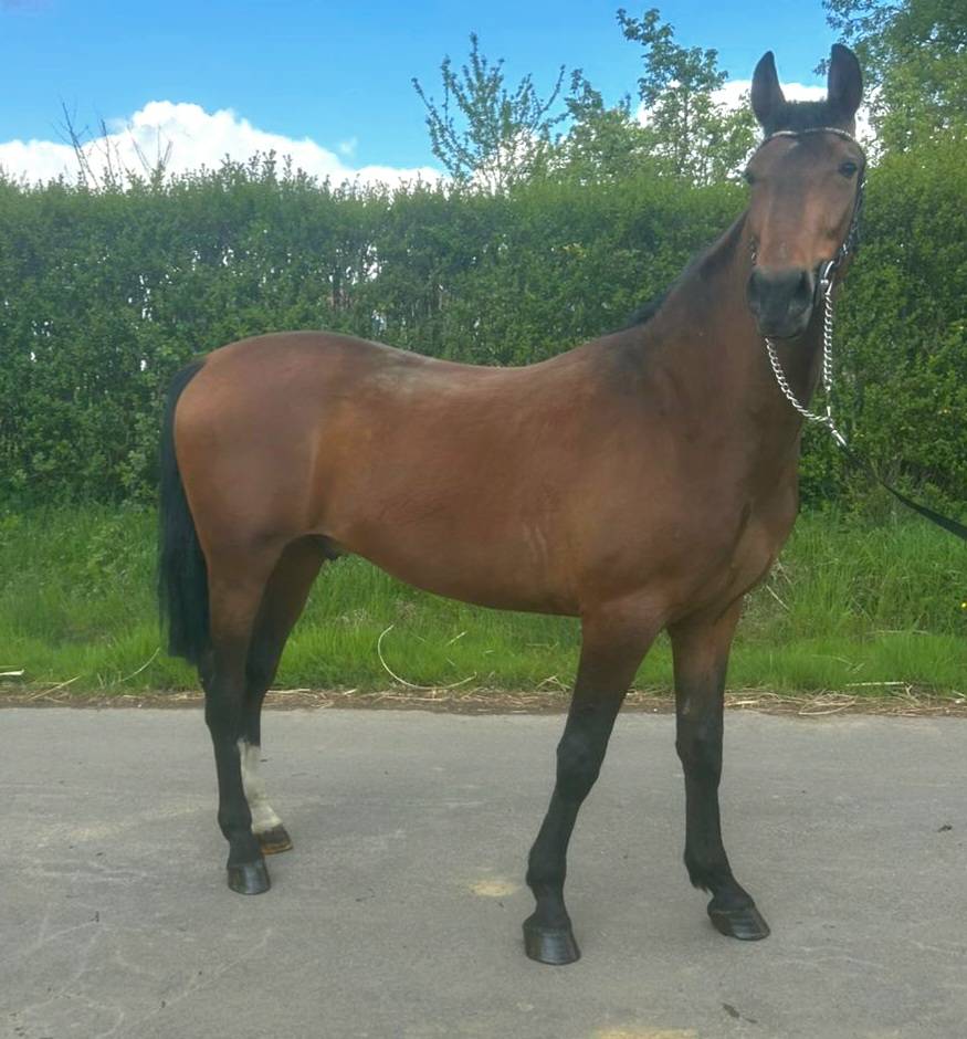 Caballo castrado Otra Raza de Poni En venta 2023 Bayo