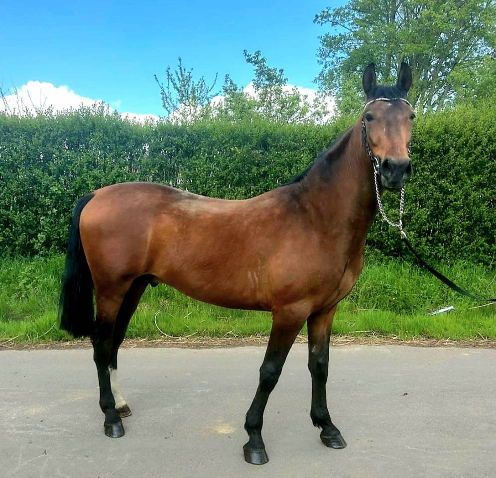 Caballo castrado Otra Raza de Poni En venta 2023 Bayo
