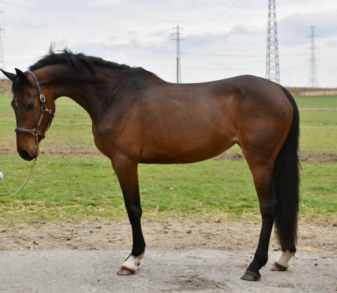 Yegua Zangersheide En venta 2022 Bayo moreno