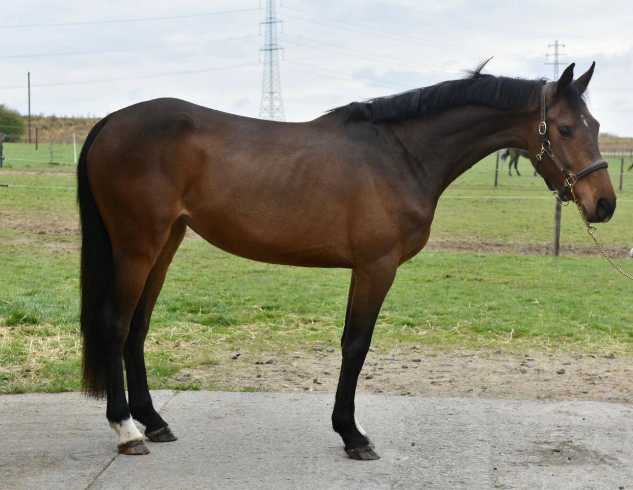 Yegua Zangersheide En venta 2022 Bayo moreno