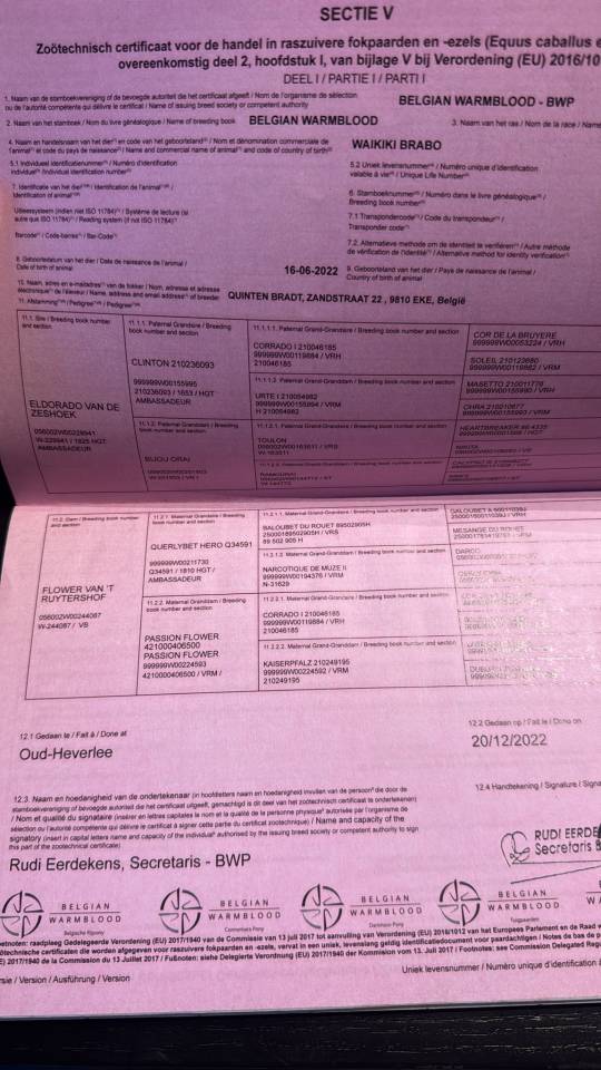 Yegua Zangersheide En venta 2022 Bayo moreno