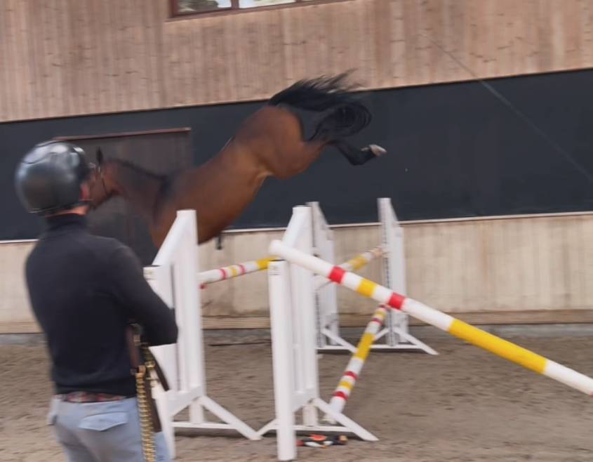 Yegua Zangersheide En venta 2022 Bayo moreno