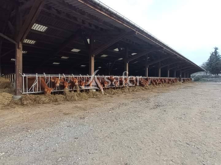 Explotaci&oacute;n ovina En venta Creuse