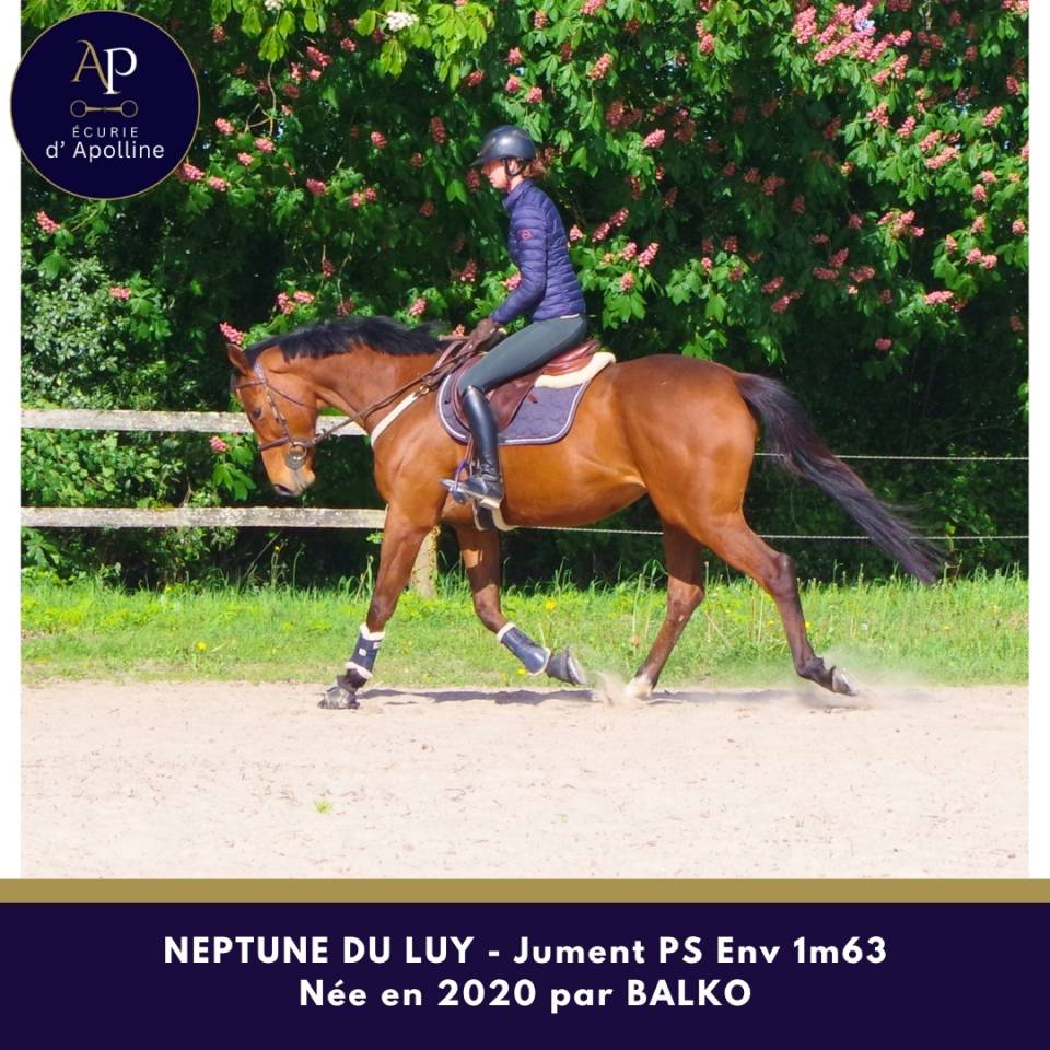 Yegua Pura Sangre En venta 2020 Bayo por balko