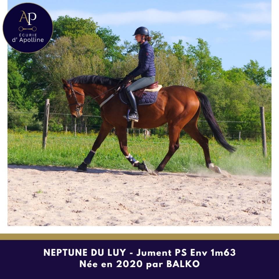 Yegua Pura Sangre En venta 2020 Bayo por balko