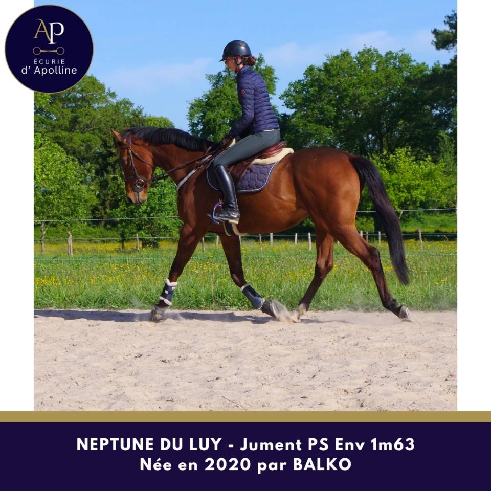 Yegua Pura Sangre En venta 2020 Bayo por balko