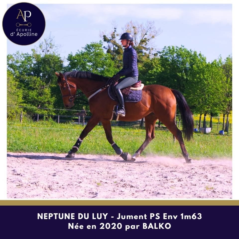 Yegua Pura Sangre En venta 2020 Bayo por balko