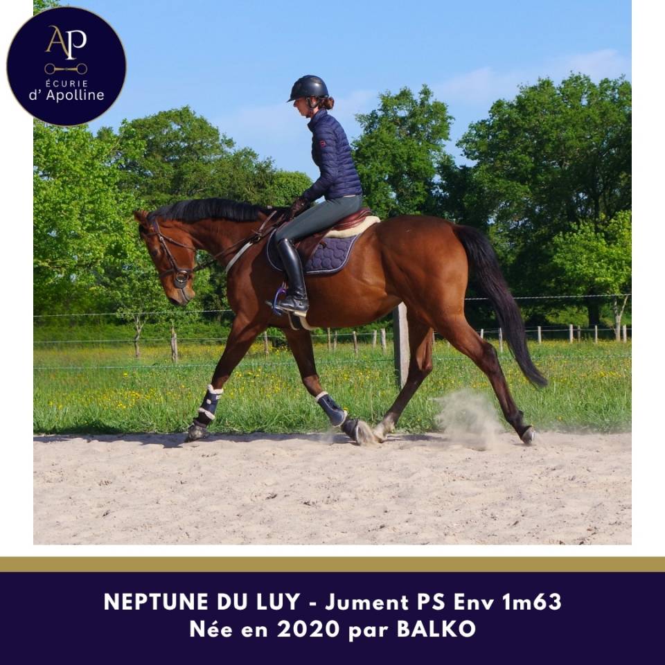 Yegua Pura Sangre En venta 2020 Bayo por balko