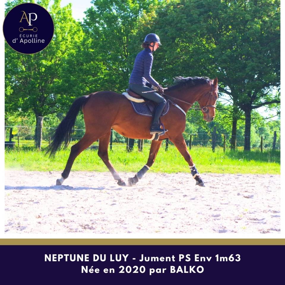 Yegua Pura Sangre En venta 2020 Bayo por balko