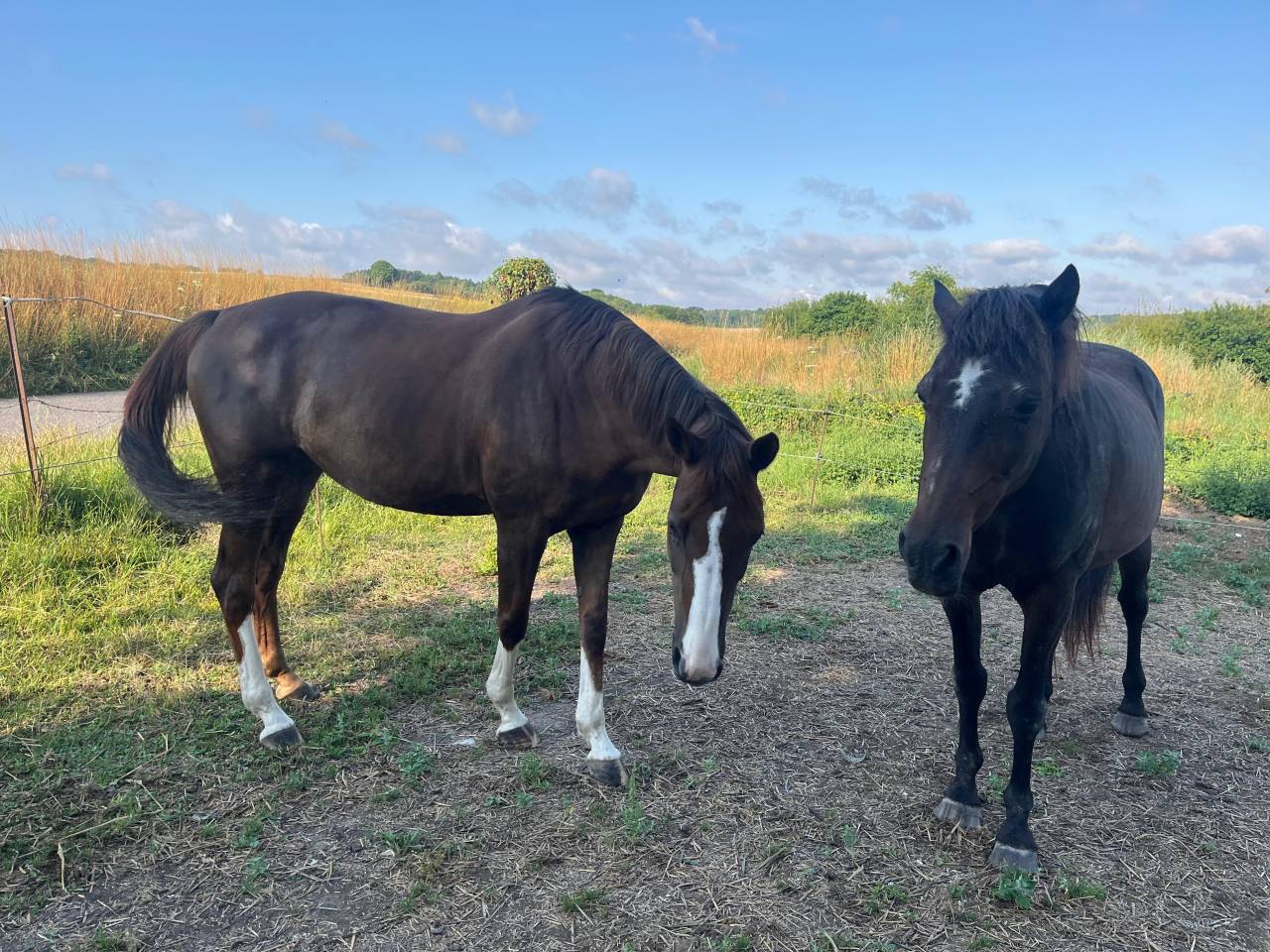 Yegua Anglo Arabe de Cruce En venta 2012 Alaz&aacute;n por QUACK