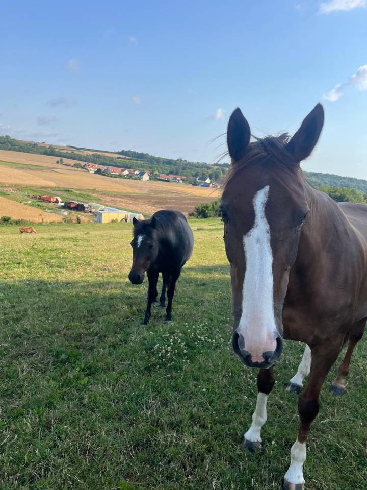 Yegua Anglo Arabe de Cruce En venta 2012 Alaz&aacute;n por QUACK