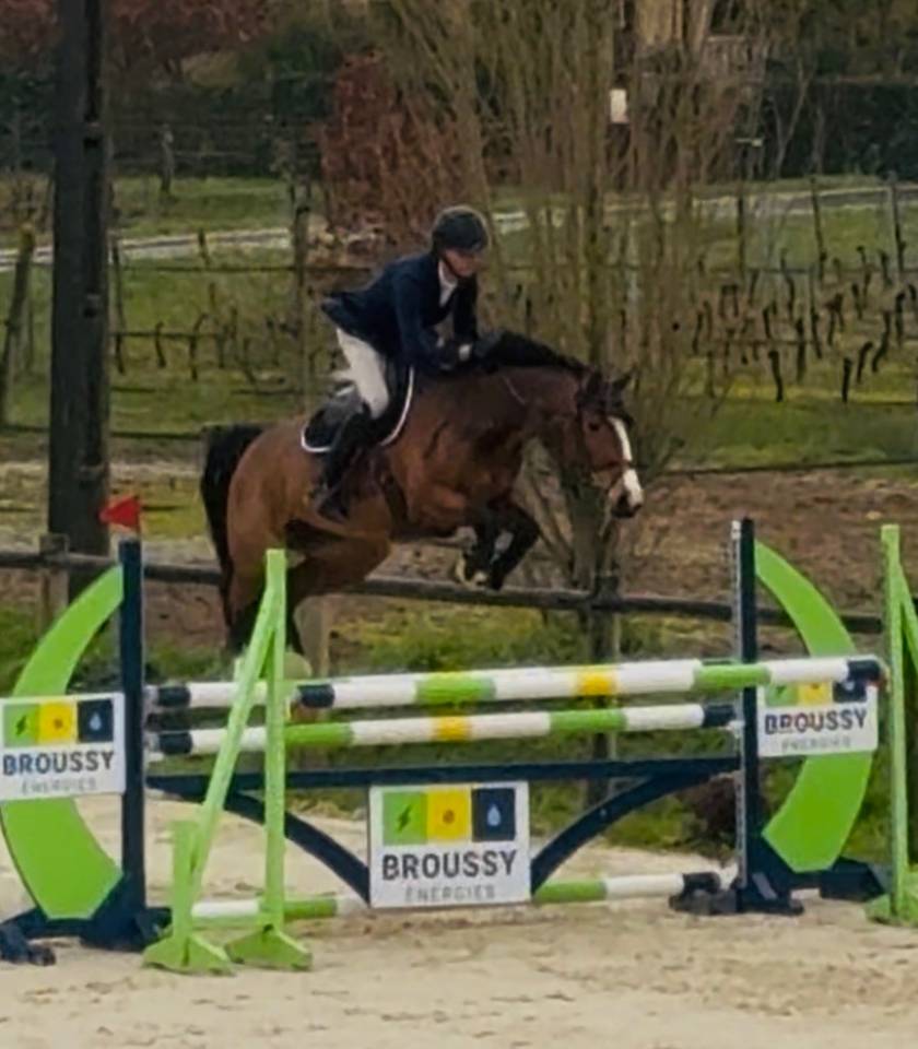 Yegua Silla Franc&eacute;s En venta 2020 Bayo