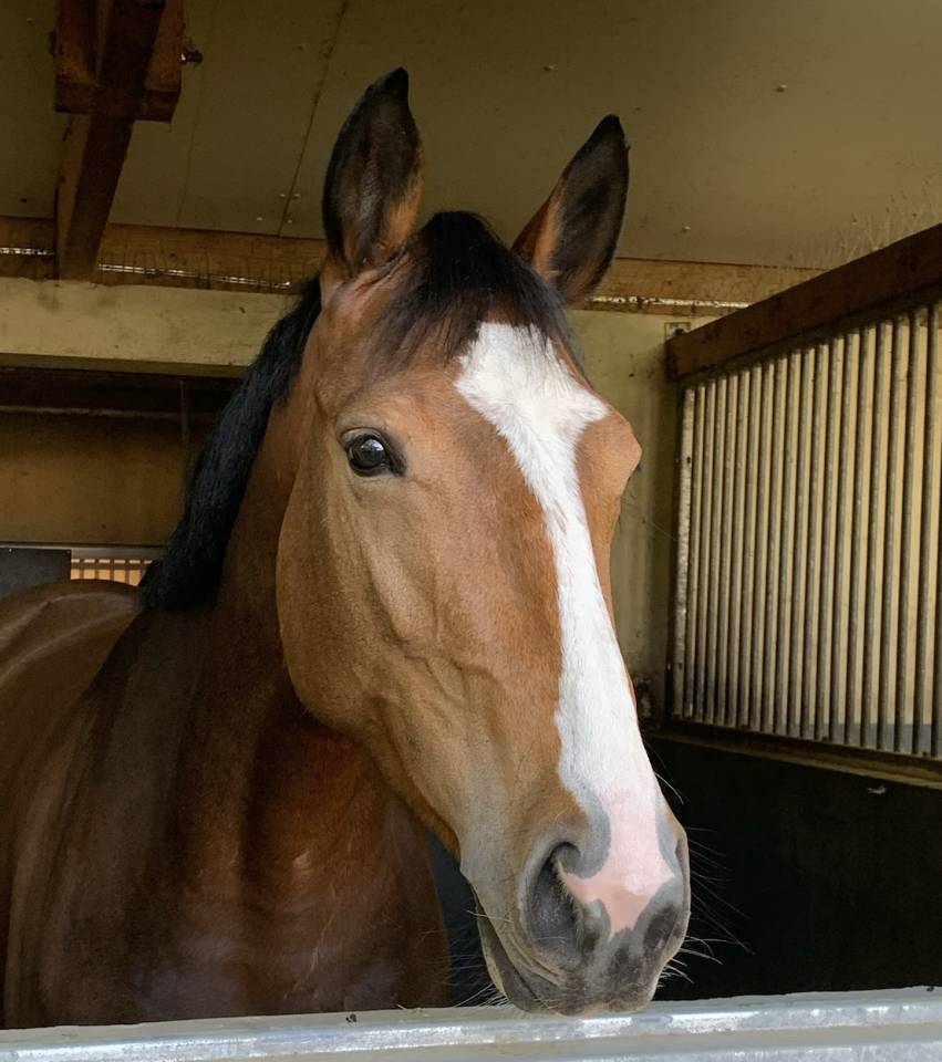 Yegua Silla Franc&eacute;s En venta 2020 Bayo