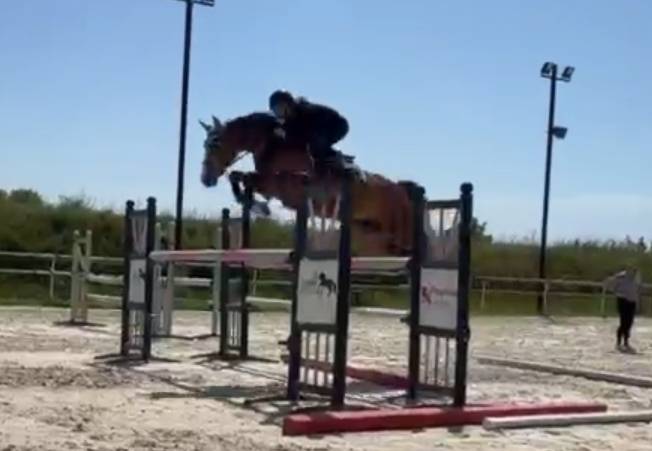 Yegua Silla Franc&eacute;s En venta 2020 Bayo