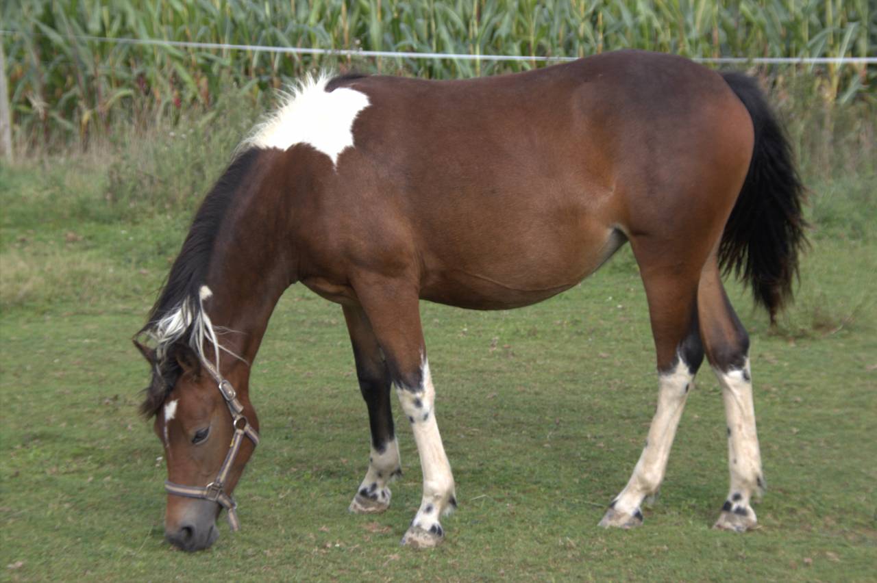 Yegua PFS Poni Fran&ccedil;&eacute;s de Silla En venta 2024 P&iacute;o