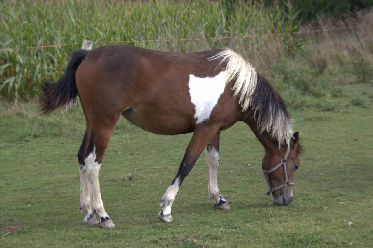 Yegua PFS Poni Fran&ccedil;&eacute;s de Silla En venta 2024 P&iacute;o