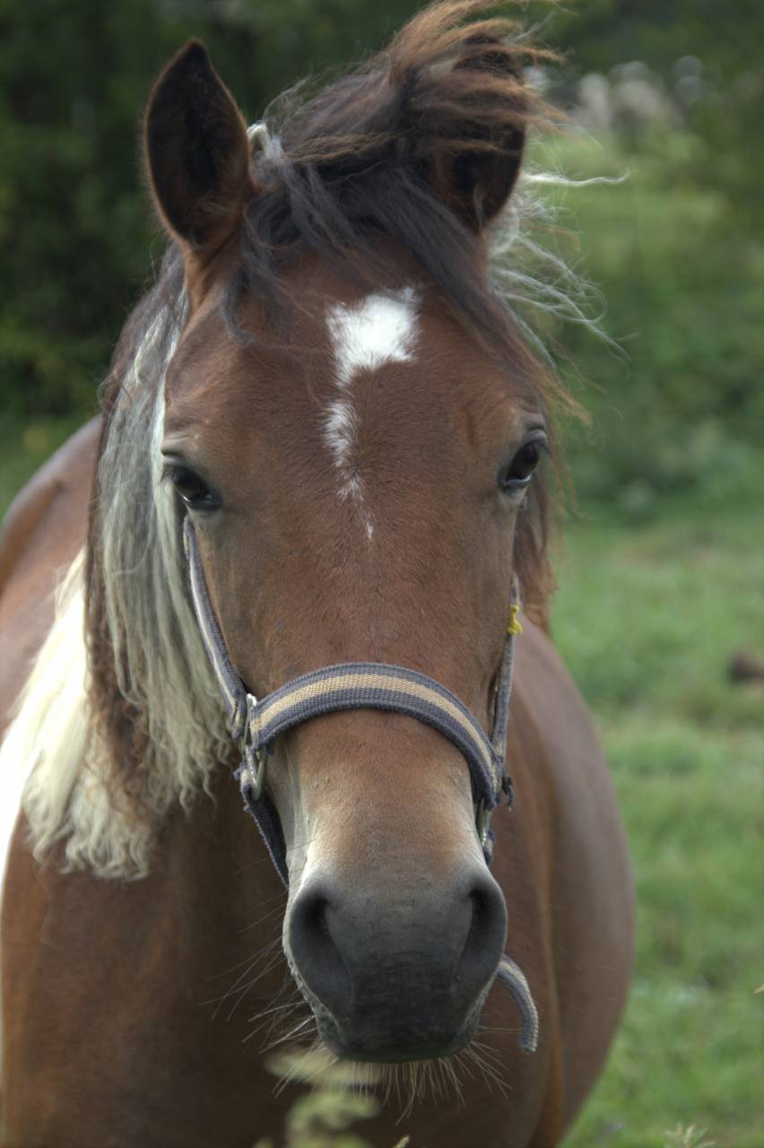Yegua PFS Poni Fran&ccedil;&eacute;s de Silla En venta 2024 P&iacute;o