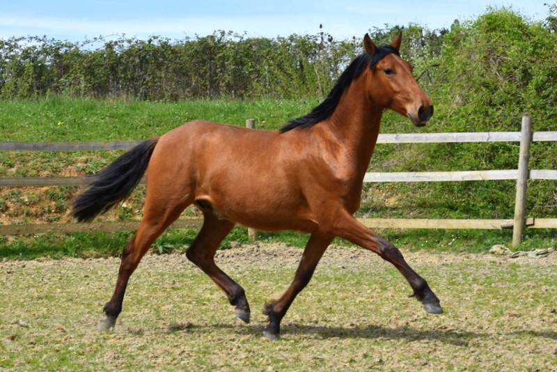 Caballo castrado PRE Pura Raza Espa&ntilde;ola En venta 2024 Bayo