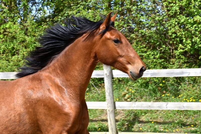 Caballo castrado PRE Pura Raza Espa&ntilde;ola En venta 2024 Bayo