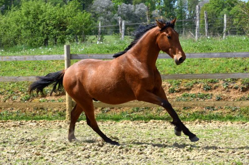 Caballo castrado PRE Pura Raza Espa&ntilde;ola En venta 2024 Bayo