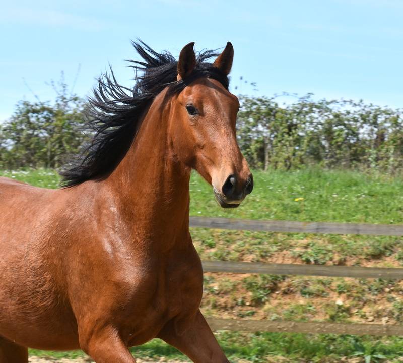 Caballo castrado PRE Pura Raza Espa&ntilde;ola En venta 2024 Bayo