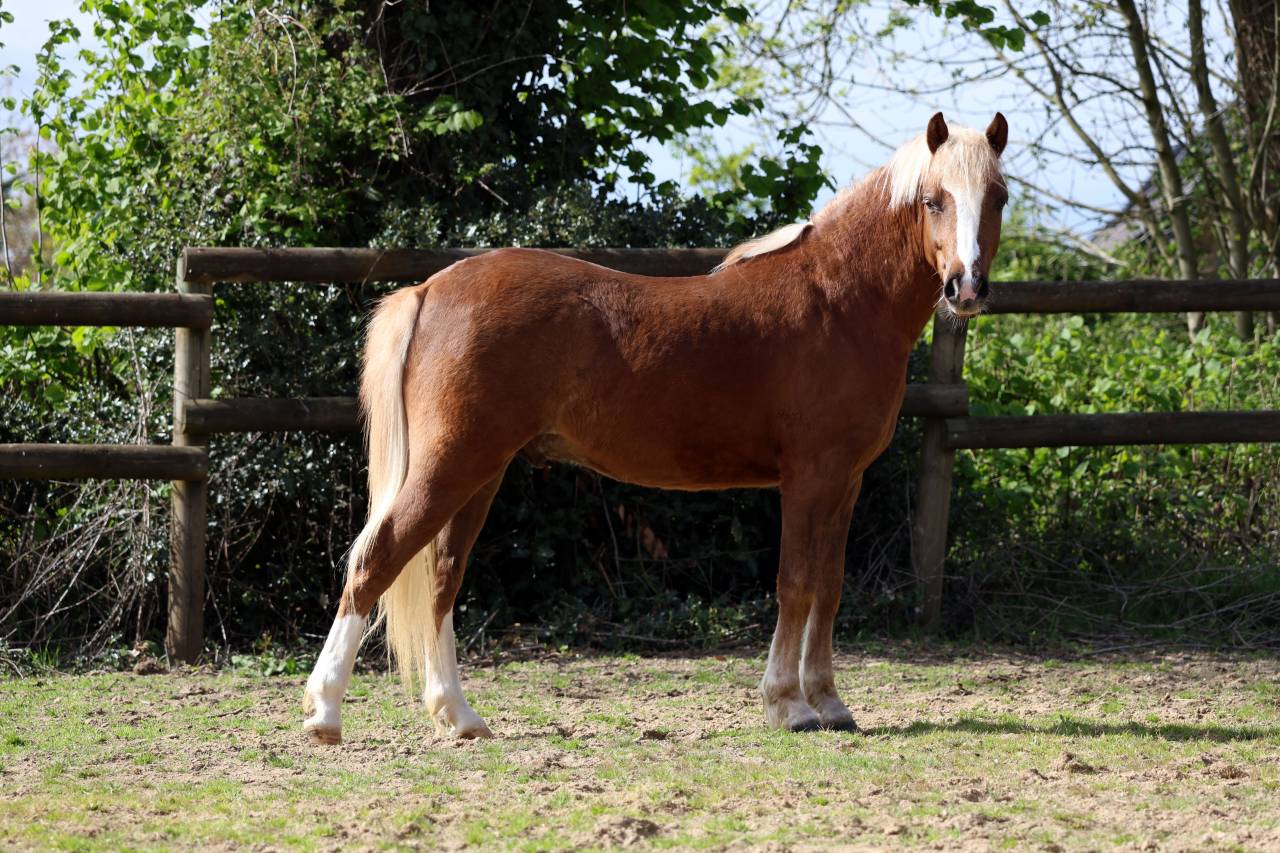 Caballo castrado Welsh Poni (Secci&oacute;n B) En venta 2024 Pelo de vaca por KELHIOS DES BERTAINES