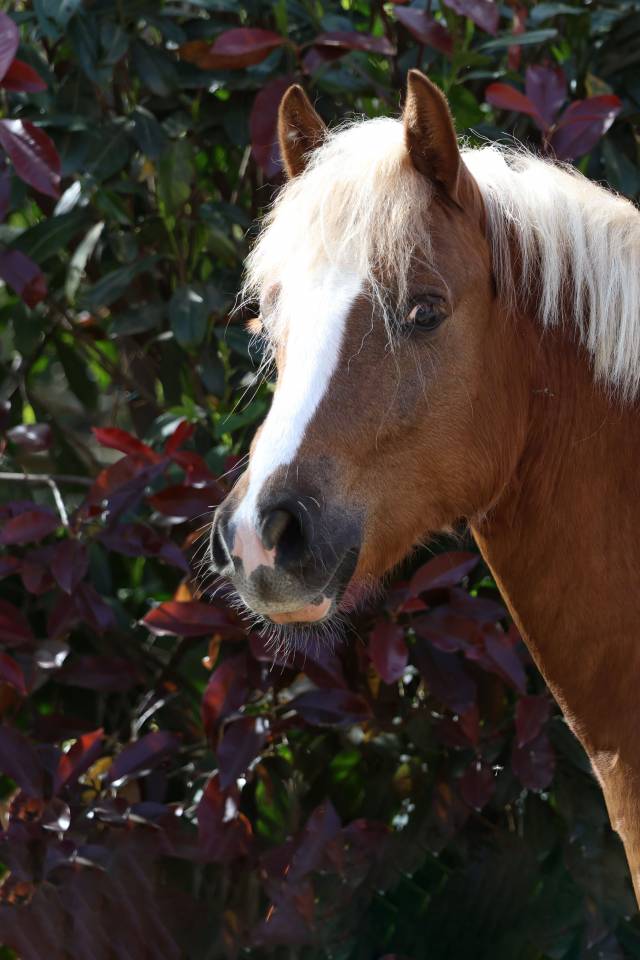 Caballo castrado Welsh Poni (Secci&oacute;n B) En venta 2024 Pelo de vaca por KELHIOS DES BERTAINES