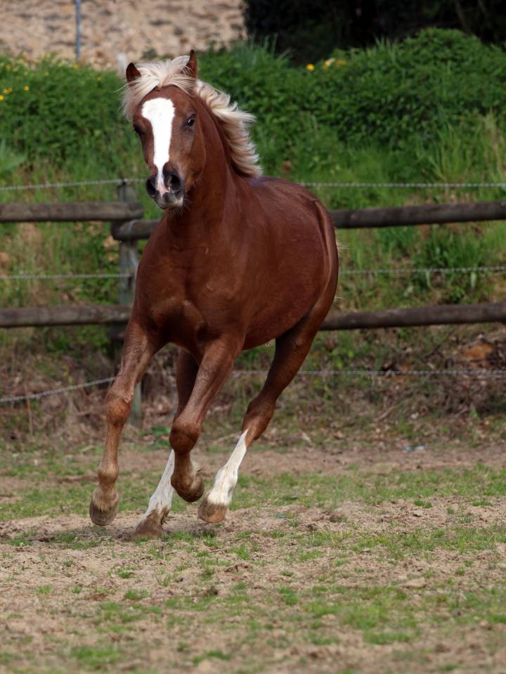 Caballo castrado Welsh Poni (Secci&oacute;n B) En venta 2024 Pelo de vaca por KELHIOS DES BERTAINES
