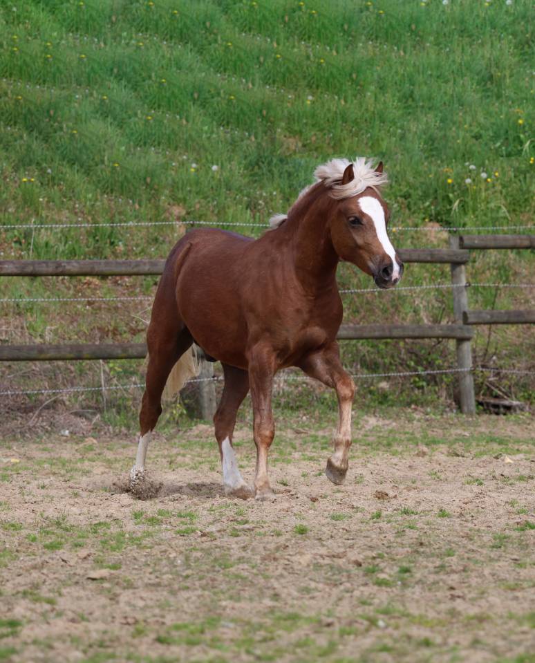 Caballo castrado Welsh Poni (Secci&oacute;n B) En venta 2024 Pelo de vaca por KELHIOS DES BERTAINES